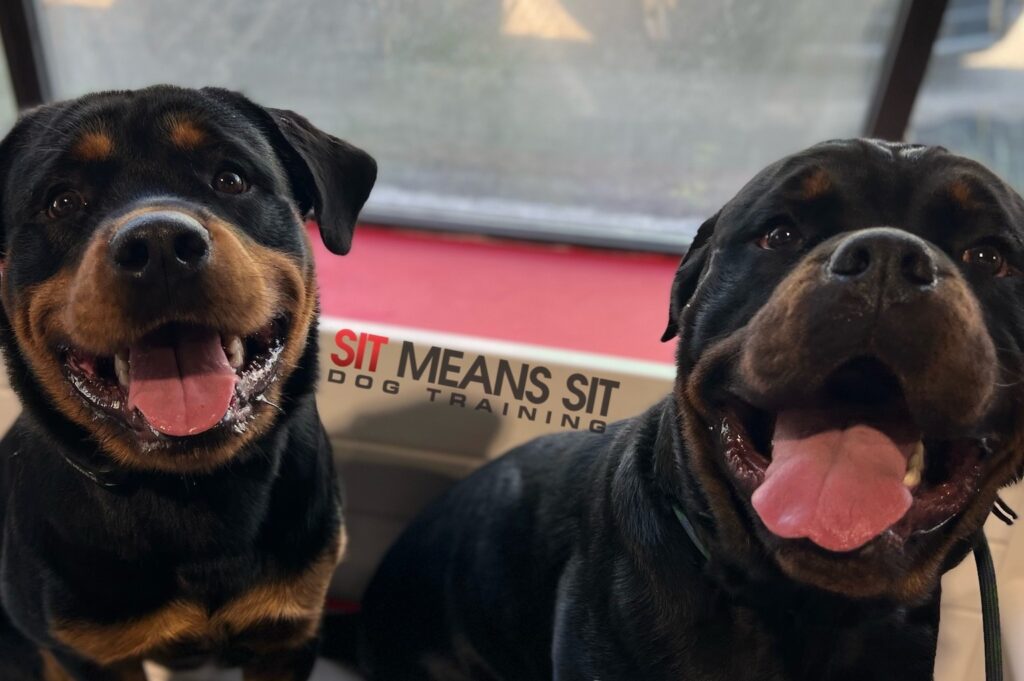 two rottweilers smiling