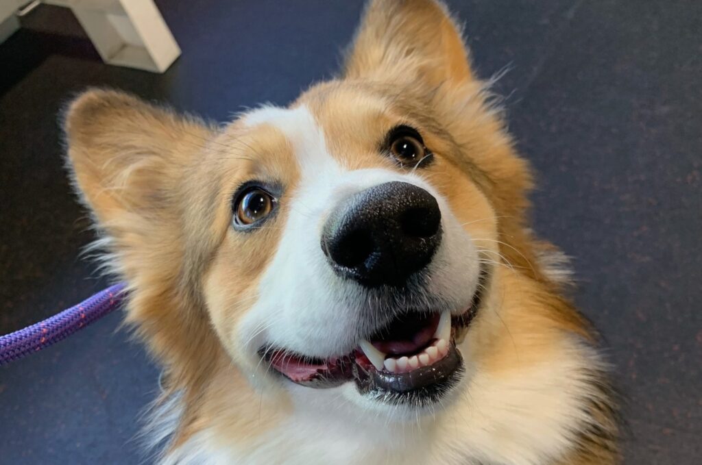collie smiling up at camera