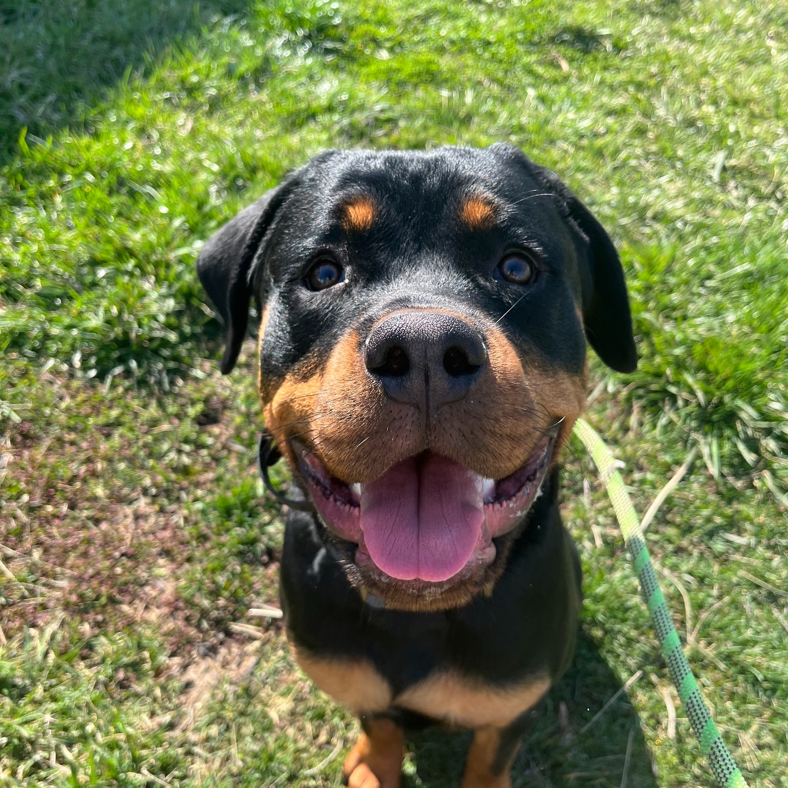 Rottweiler smiling at camera