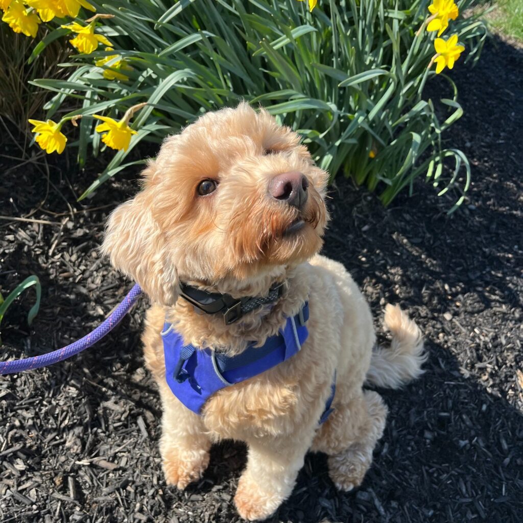 doodle puppy standing in front of yellow flowers