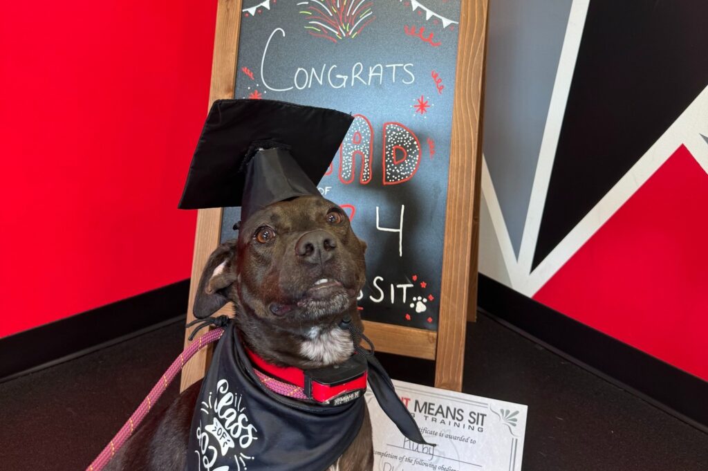 black dog with graduation cap