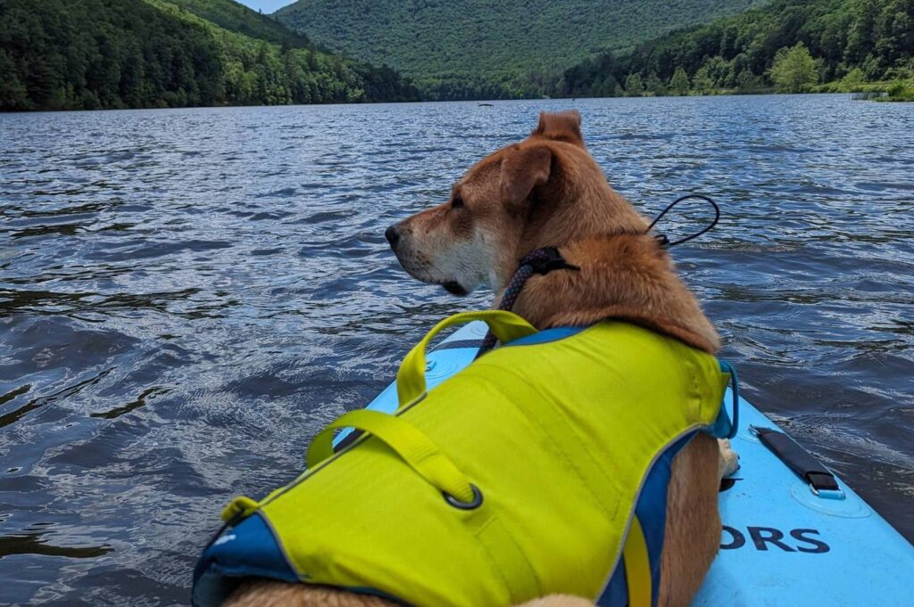 dog with life vest on a paddleboard