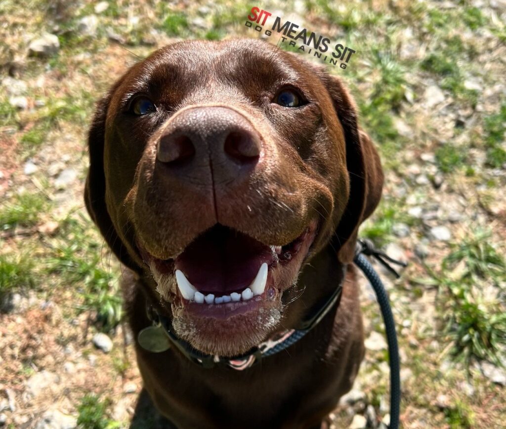 brown lab smiling