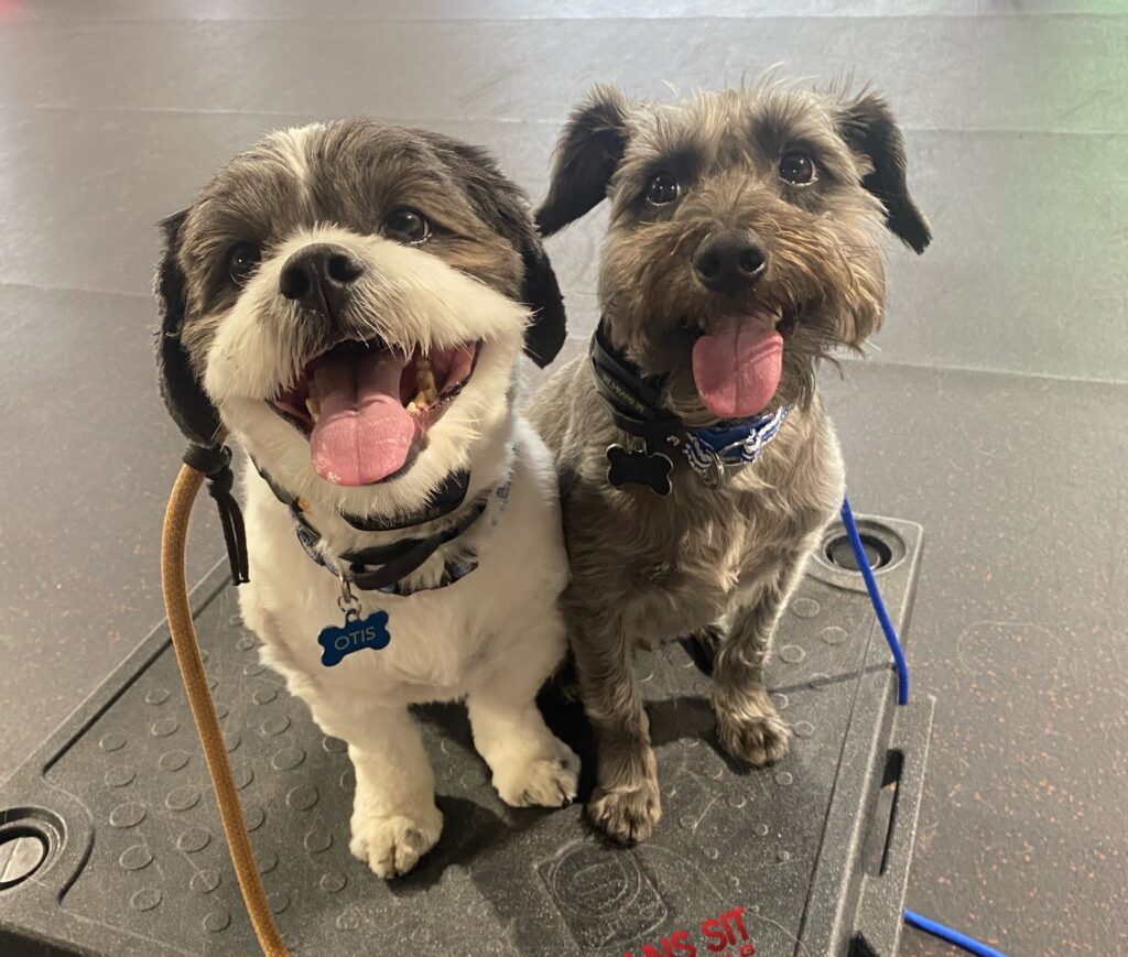two dogs sitting together on a placeboard with tongues out