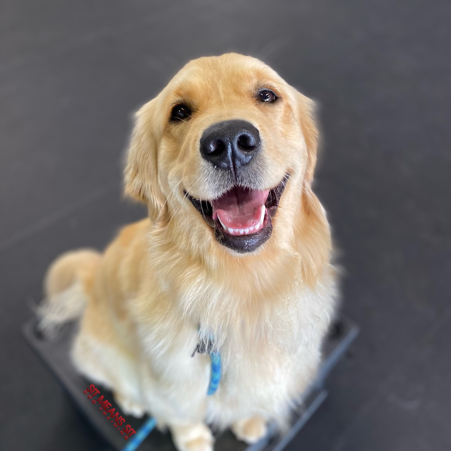 golden retriever smiling at camera