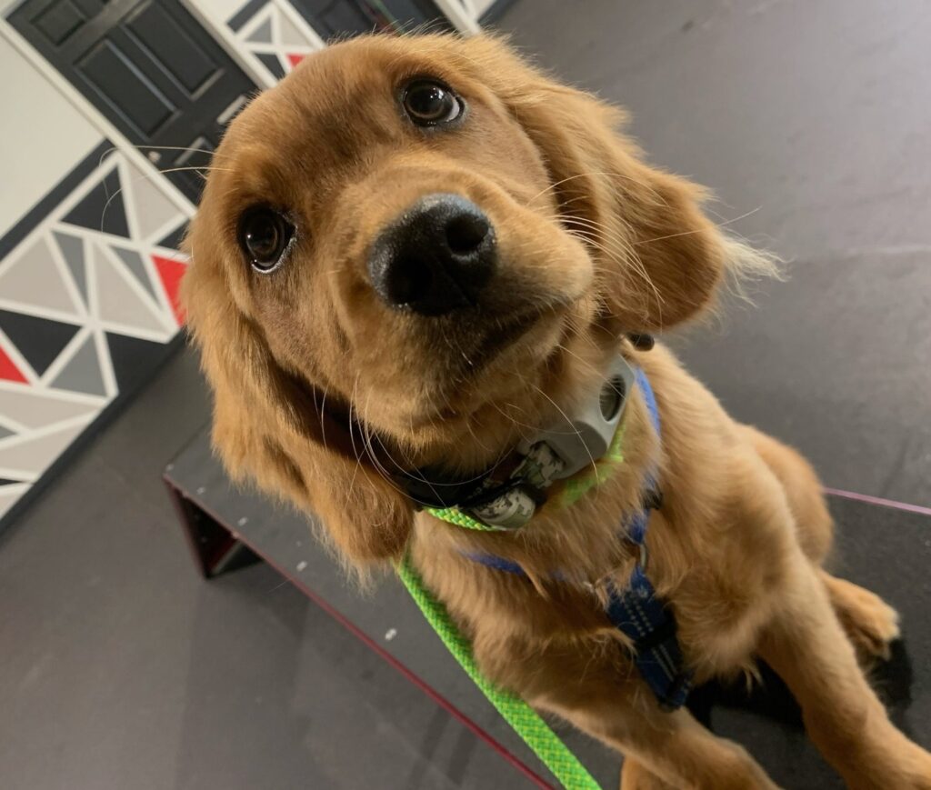 golden puppy looking at camera