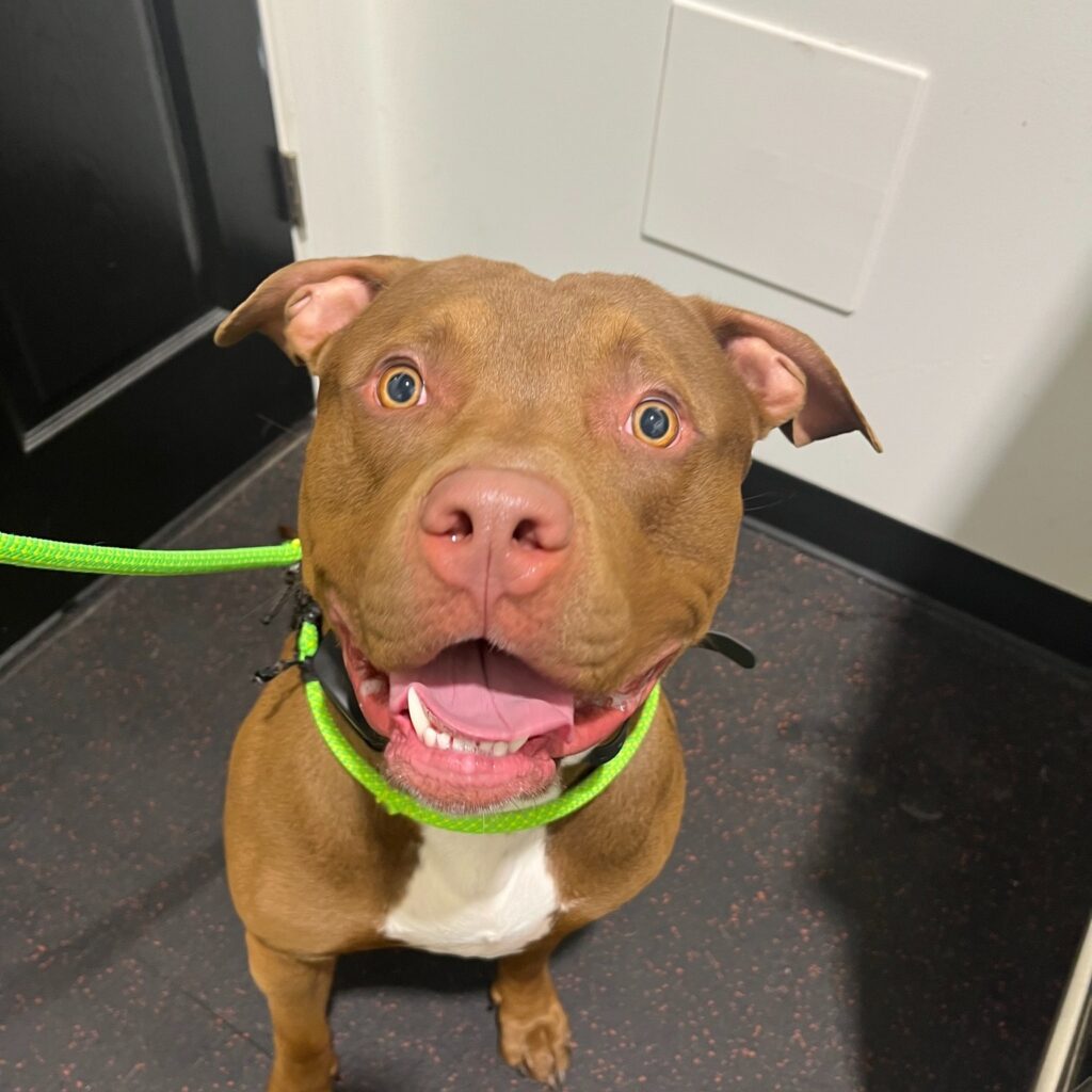 brown dog with neon leash smiling at camera