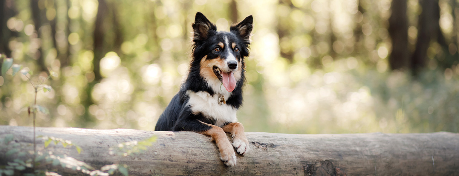 happy dog on log